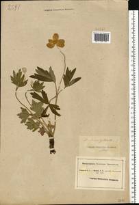 Anemone sylvestris L., Eastern Europe, South Ukrainian region (E12) (Ukraine)