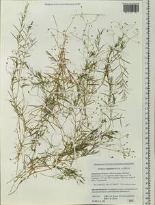 Stellaria longifolia (Regel) Muhl. ex Willd., Siberia, Russian Far East (S6) (Russia)