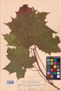 Acer platanoides L., Eastern Europe, North-Western region (E2) (Russia)