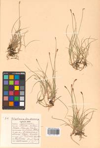 Carex parallela (Laest.) Sommerf., Siberia, Russian Far East (S6) (Russia)