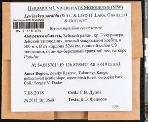 Lewinskya sordida (Sull. & Lesq.) F. Lara, Garilleti & Goffinet, Bryophytes, Bryophytes - Russian Far East (excl. Chukotka & Kamchatka) (B20) (Russia)