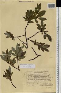 Salix uralicola I.V.Belyaeva, Eastern Europe, Eastern region (E10) (Russia)