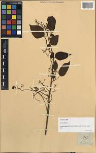 Cordia dichotoma G. Forst., South Asia, South Asia (Asia outside ex-Soviet states and Mongolia) (ASIA) (Philippines)