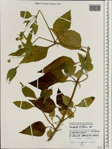Wollastonia biflora (L.) DC., South Asia, South Asia (Asia outside ex-Soviet states and Mongolia) (ASIA) (Maldives)