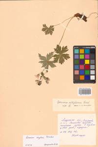 Geranium albiflorum Ledeb., Siberia, Russian Far East (S6) (Russia)