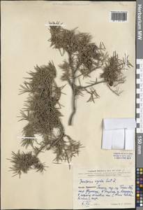 Juniperus rigida Siebold & Zucc., South Asia, South Asia (Asia outside ex-Soviet states and Mongolia) (ASIA) (China)