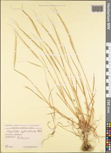 Aegilops cylindrica Host, Caucasus, Georgia (K4) (Georgia)