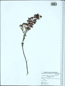 Spiraea crenata L., Eastern Europe, Central region (E4) (Russia)