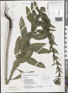 Oenothera biennis L., Eastern Europe, Central region (E4) (Russia)