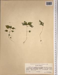 Circaea alpina L., Siberia, Russian Far East (S6) (Russia)