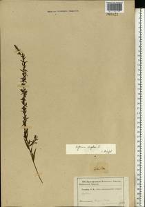 Lythrum virgatum L., Eastern Europe, North Ukrainian region (E11) (Ukraine)