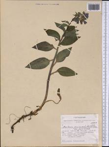 Mertensia paniculata (Aiton) G. Don, America (AMER) (United States)