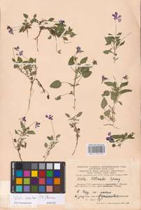 Viola tricolor subsp. curtisii (E. Forst.) Syme, Eastern Europe, Lithuania (E2a) (Lithuania)