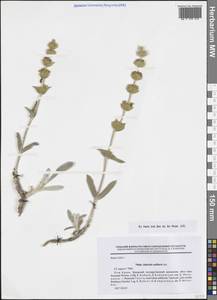 Sideritis taurica Steph. ex Willd., Crimea (KRYM) (Russia)