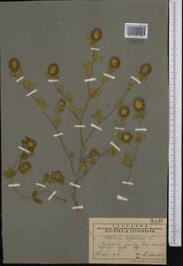 Trifolium lappaceum L., Middle Asia, Pamir & Pamiro-Alai (M2) (Tajikistan)