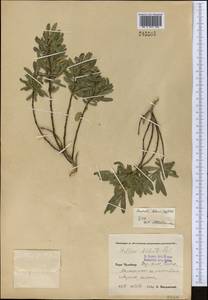 Wikstroemia alberti (Regel) Mottet, Middle Asia, Pamir & Pamiro-Alai (M2) (Uzbekistan)