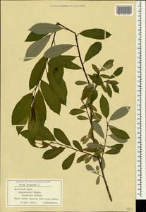 Salix triandra L., Crimea (KRYM) (Russia)