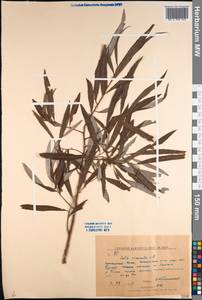 Salix viminalis L., Siberia, Russian Far East (S6) (Russia)