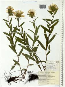 Pentanema hirtum (L.) D. Gut. Larr., Santos-Vicente, Anderb., E. Rico & M. M. Mart. Ort., Eastern Europe, Eastern region (E10) (Russia)