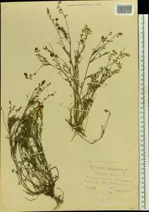 Astragalus austriacus Jacq., Eastern Europe, Rostov Oblast (E12a) (Russia)
