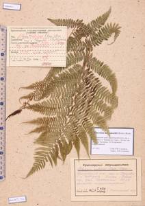 Athyrium monomachii (Kom.) Kom., Siberia, Altai & Sayany Mountains (S2) (Russia)