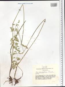Arctopoa schischkinii (Tzvelev) Prob., Siberia, Altai & Sayany Mountains (S2) (Russia)