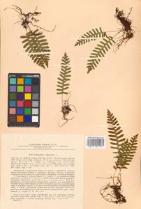Polypodium virginianum L., Siberia, Russian Far East (S6) (Russia)