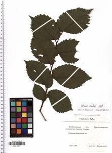 Ulmus glabra Huds., Eastern Europe, Middle Volga region (E8) (Russia)