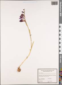 Gladiolus, South Asia, South Asia (Asia outside ex-Soviet states and Mongolia) (ASIA) (Turkey)