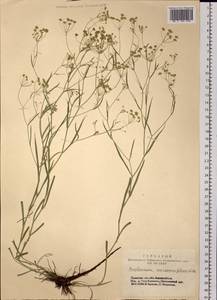 Bupleurum scorzonerifolium Willd., Siberia, Altai & Sayany Mountains (S2) (Russia)