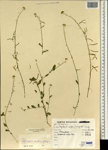 Alyssopsis mollis (Jacq.) O.E. Schulz, South Asia, South Asia (Asia outside ex-Soviet states and Mongolia) (ASIA) (Iran)