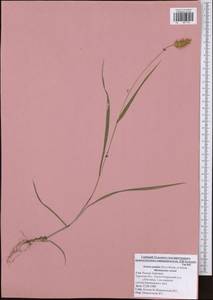 Setaria pumila (Poir.) Roem. & Schult., Eastern Europe, Central region (E4) (Russia)