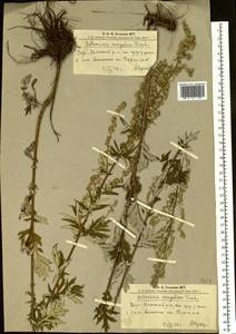 Artemisia mongolica (Fisch. ex Besser) Nakai, Siberia, Altai & Sayany Mountains (S2) (Russia)