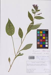 Pulmonaria affinis Jord. ex F.W.Schultz, Eastern Europe, Central forest region (E5) (Russia)