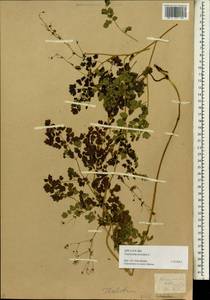 Thalictrum foetidum L., Siberia (no precise locality) (S0) (Russia)
