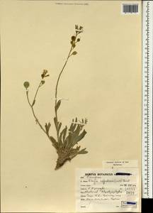 Fibigia suffruticosa (Vent.) Sweet, South Asia, South Asia (Asia outside ex-Soviet states and Mongolia) (ASIA) (Iran)