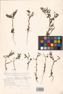 MHA 0 152 664, Nonea caspica (Willd.) G. Don, Middle Asia, Caspian Ustyurt & Northern Aralia (M8) (Kazakhstan)