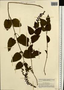 Scutellaria altissima L., Eastern Europe, Central forest-and-steppe region (E6) (Russia)