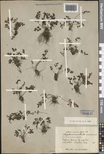 Asplenium ruta-muraria L., Caucasus, Dagestan (K2) (Russia)