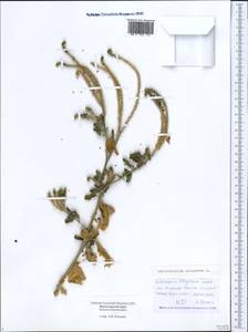 Heliotropium europaeum L., Caucasus, Black Sea Shore (from Novorossiysk to Adler) (K3) (Russia)