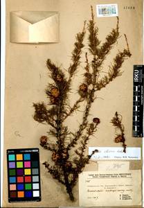 Larix sibirica Ledeb., Siberia, Baikal & Transbaikal region (S4) (Russia)