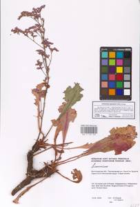 Limonium gmelini (Willd.) Kuntze, Eastern Europe, Lower Volga region (E9) (Russia)