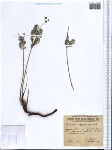 Euphorbia seguieriana Neck., Caucasus, Georgia (K4) (Georgia)