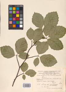 Fagus sylvatica L., Eastern Europe, West Ukrainian region (E13) (Ukraine)