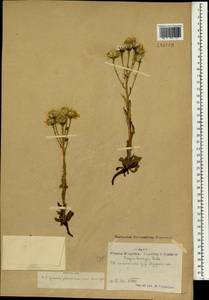 Crepis bungei Ledeb. ex DC., Mongolia (MONG) (Mongolia)