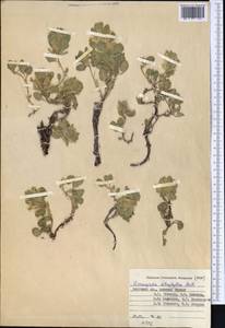 Dracocephalum heterophyllum Benth., Middle Asia, Pamir & Pamiro-Alai (M2) (Kyrgyzstan)