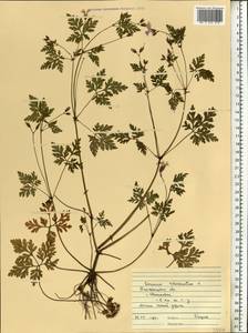 Geranium robertianum L., Eastern Europe, South Ukrainian region (E12) (Ukraine)