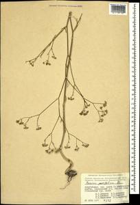 Bunium paucifolium DC., Caucasus, Azerbaijan (K6) (Azerbaijan)