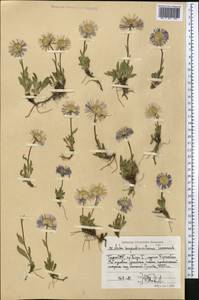 Aster alpinus var. serpentimontanus (Tamamsch.) Y. Ling, Middle Asia, Pamir & Pamiro-Alai (M2) (Tajikistan)