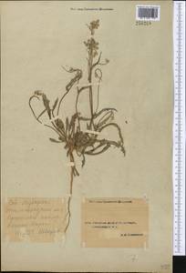 Heteroderis pusilla (Boiss.) Boiss., Middle Asia, Syr-Darian deserts & Kyzylkum (M7) (Uzbekistan)